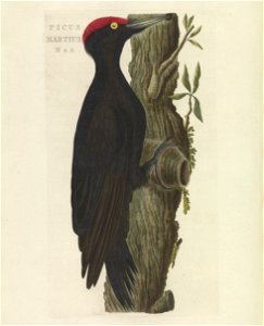 Nederlandsche vogelen (KB) - Dryocopus martius (384b) (cropped)