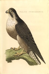 Nederlandsche vogelen (KB) - Falco peregrinus (438b)