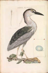 Nederlandsche vogelen (KB) - Nycticorax nycticorax (150b)