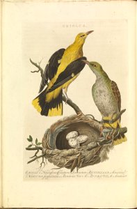 Nederlandsche vogelen (KB) - Oriolus oriolus (018b). Free illustration for personal and commercial use.