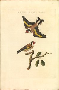 Nederlandsche vogelen (KB) - Carduelis carduelis (328b). Free illustration for personal and commercial use.