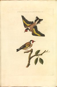 Nederlandsche vogelen (KB) - Carduelis carduelis (328b)