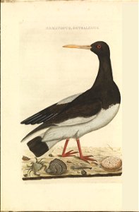 Nederlandsche vogelen (KB) - Haematopus ostralegus (050b)