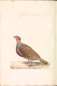 Nederlandsche vogelen (KB) - Perdix perdix (184a)