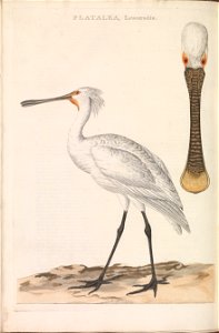 Nederlandsche vogelen (KB) - Platalea leucorodia (170b)