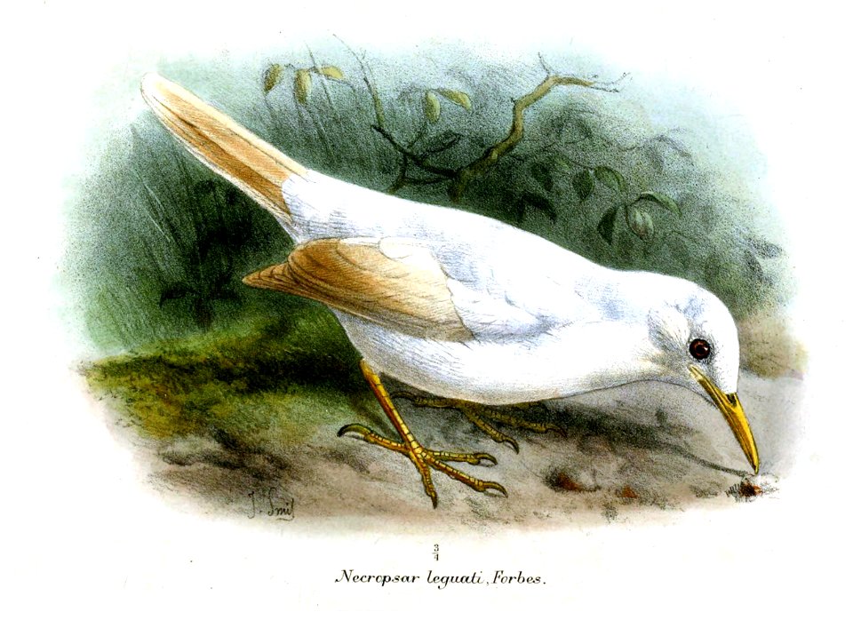 Necropsar leguati