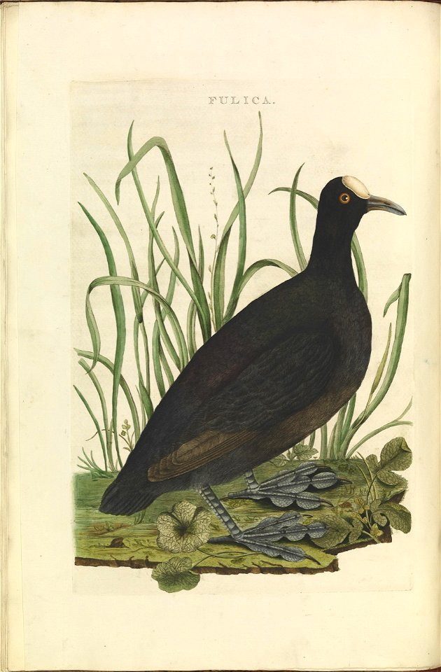 Nederlandsche vogelen (KB) - Fulica atra (060b)