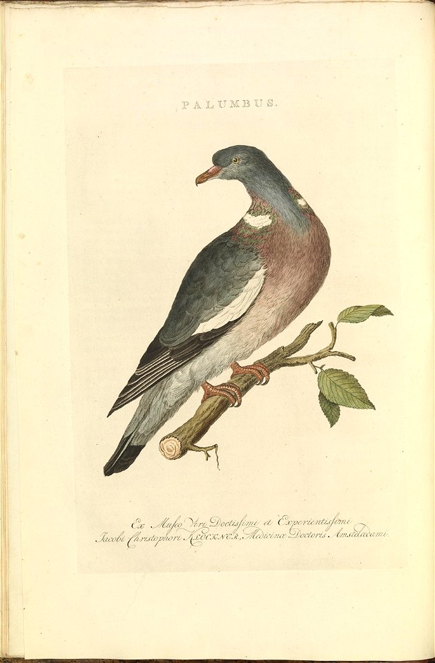 Nederlandsche vogelen (KB) - Columba palumbus (008b)