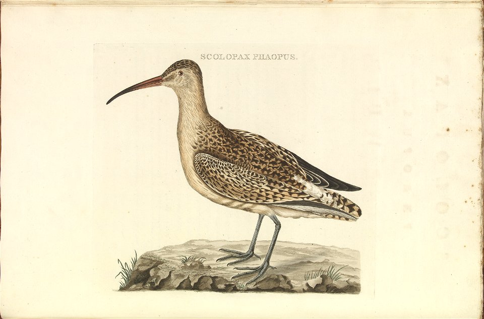 Nederlandsche vogelen (KB) - Numenius phaeopus (304b)