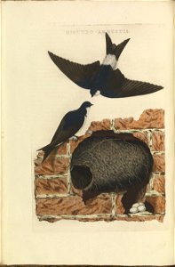 Nederlandsche vogelen (KB) - Delichon urbicum (032b)