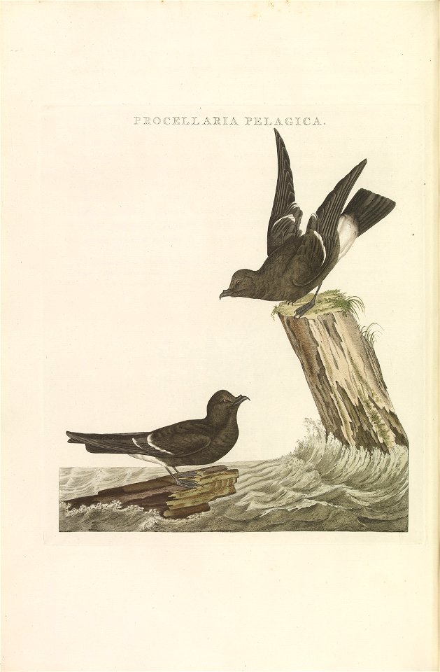 Nederlandsche vogelen (KB) - Hydrobates pelagicus (245pl)