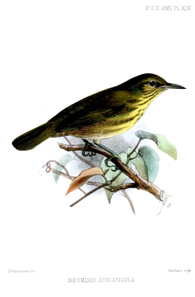NeomixisStratigulaKeulemans