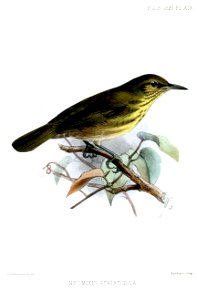 NeomixisStratigulaKeulemans