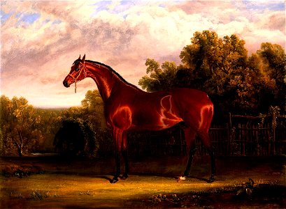 Negotiator, a Bay Horse in a Landscape) by John Frederick Herring, Sr.. Free illustration for personal and commercial use.