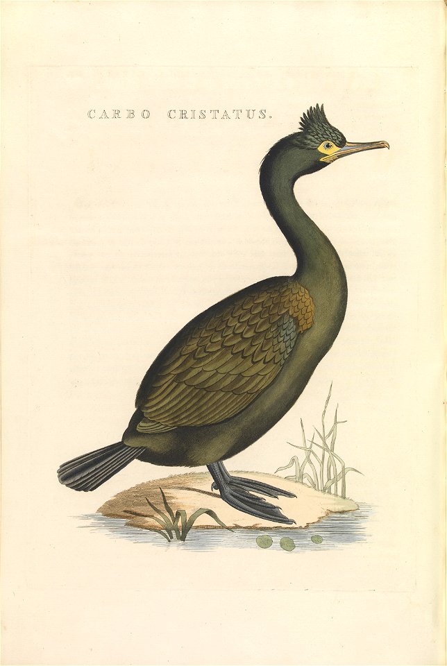 Nederlandsche vogelen (KB) - Phalacrocorax aristotelis (462b)