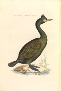 Nederlandsche vogelen (KB) - Phalacrocorax aristotelis (462b)