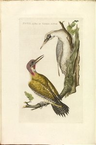 Nederlandsche vogelen (KB) - Picus viridis (372b)