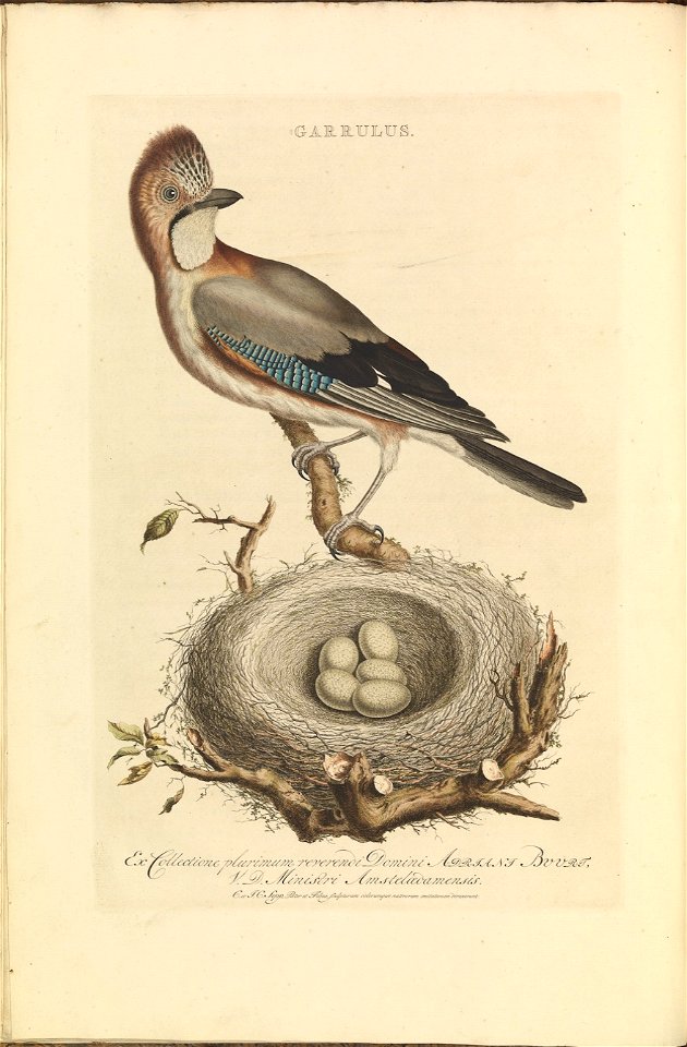 Nederlandsche vogelen (KB) - Garrulus glandarius (03va)