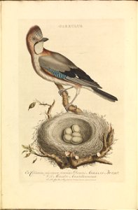 Nederlandsche vogelen (KB) - Garrulus glandarius (03va)
