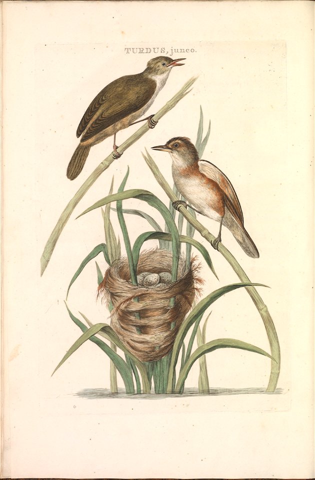 Nederlandsche vogelen (KB) - Acrocephalus arundinaceus (02v)