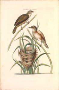 Nederlandsche vogelen (KB) - Acrocephalus arundinaceus (02v)