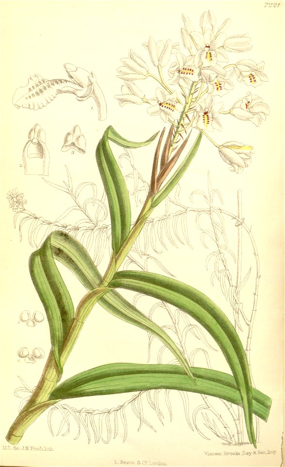 Neobenthamia gracilis - Curtis' 118 (Ser. 3 no. 48) pl 7221 (1892)