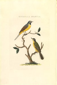 Nederlandsche vogelen (KB) - Motacilla cinerea (432b)