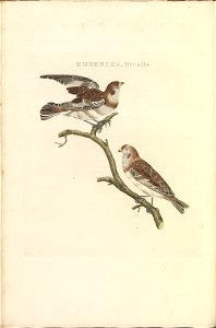 Nederlandsche vogelen (KB) - Plectrophenax nivalis (300b)