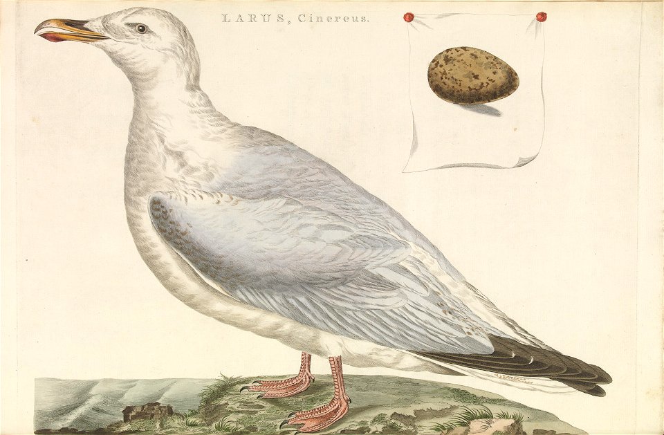 Nederlandsche vogelen (KB) - Larus argentatus (195pl)