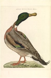 Nederlandsche vogelen (KB) - Anas platyrhynchos (215pl). Free illustration for personal and commercial use.