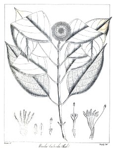 Neolamarckia cadamba Govindoo