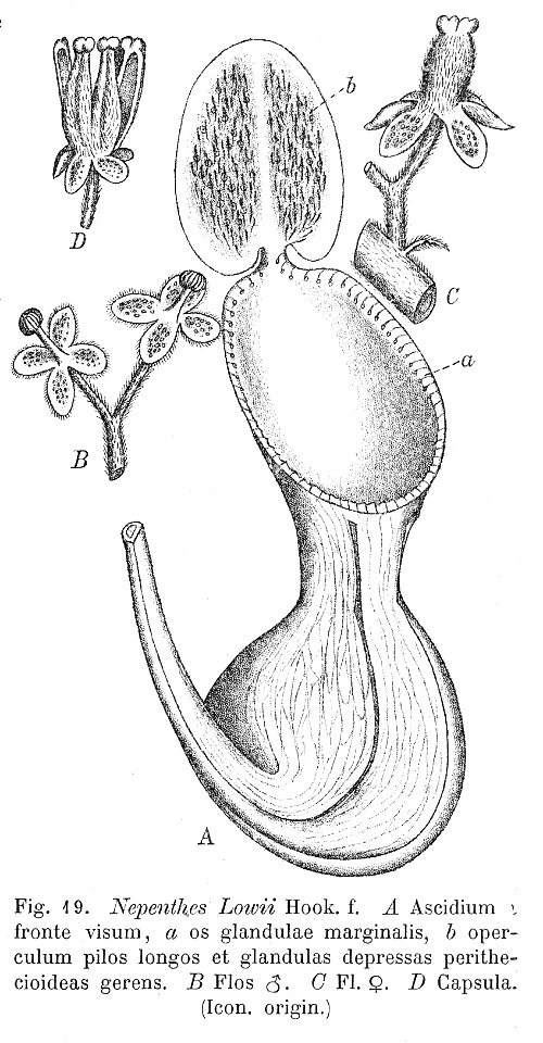 Nepenthes lowii Macfarlane illustration