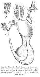 Nepenthes lowii Macfarlane illustration