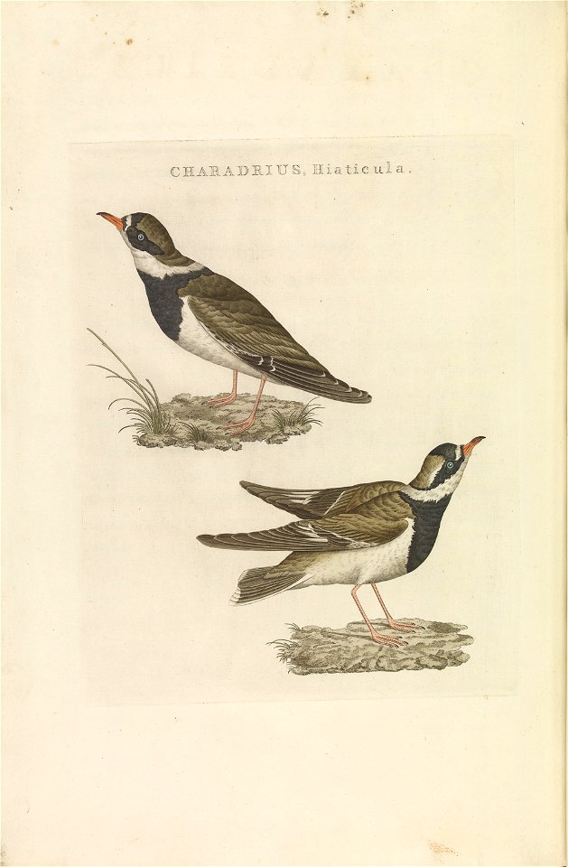 Nederlandsche vogelen (KB) - Charadrius hiaticula (265pl)