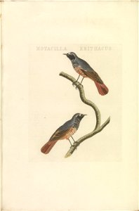 Nederlandsche vogelen (KB) - Phoenicurus phoenicurus (360b)