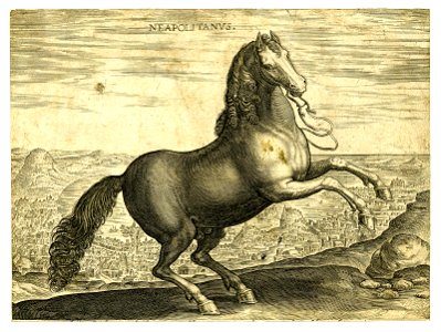 Neapolitanus (BM 1957,0413.189)