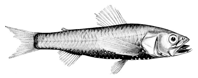 Neoscopelus macrolepidotus1