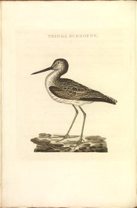Nederlandsche vogelen (KB) - Tringa nebularia (318b)