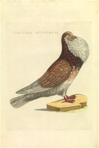 Nederlandsche vogelen (KB) - Columba livia (408b)