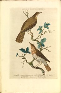 Nederlandsche vogelen (KB) - Turdus philomelos (022b)