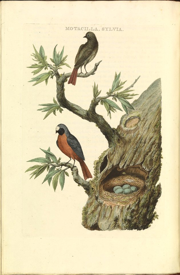 Nederlandsche vogelen (KB) - Phoenicurus phoenicurus (082b)