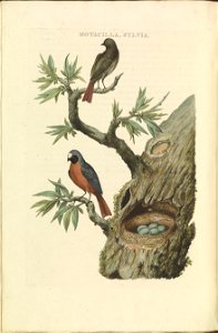 Nederlandsche vogelen (KB) - Phoenicurus phoenicurus (082b)