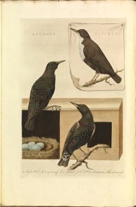 Nederlandsche vogelen (KB) - Cinclus cinclus (024b)