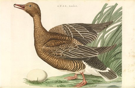 Nederlandsche vogelen (KB) - Anser anser (203pl)