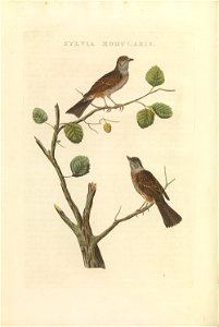 Nederlandsche vogelen (KB) - Prunella modularis (402b)