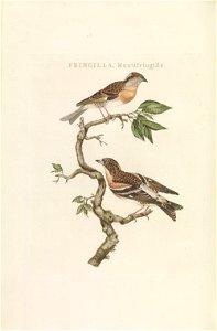 Nederlandsche vogelen (KB) - Fringilla montifringilla (225pl)