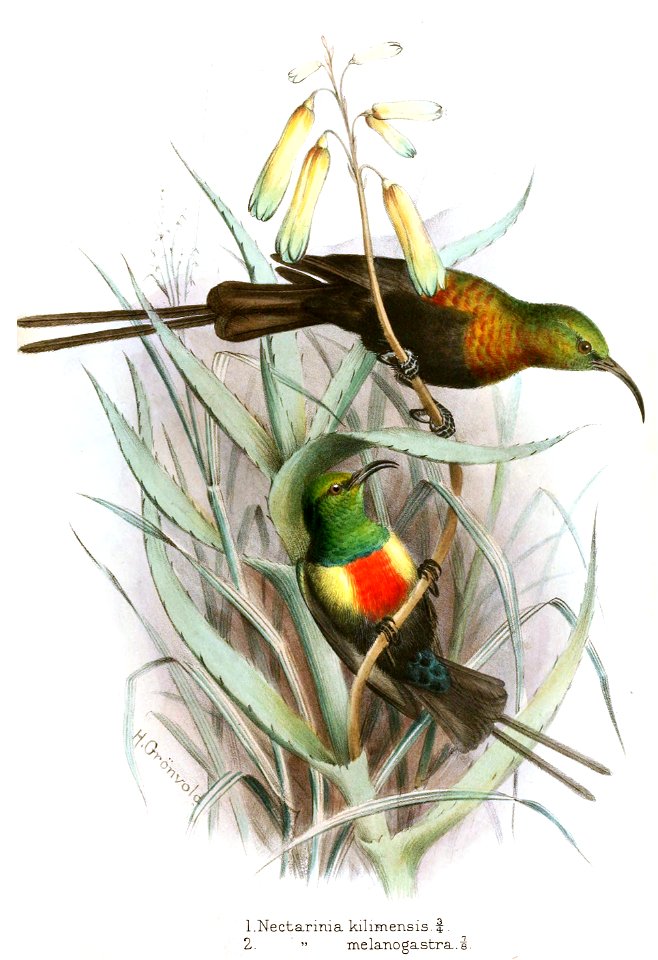 Nectarinia Gronvold