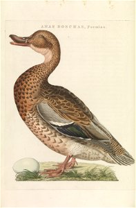 Nederlandsche vogelen (KB) - Anas platyrhynchos (voor217). Free illustration for personal and commercial use.