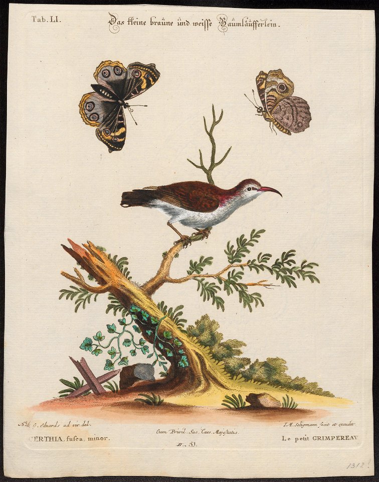 Nectarinia venusta - 1700-1880 - Print - Iconographia Zoologica - Special Collections University of Amsterdam - UBA01 IZ19000063
