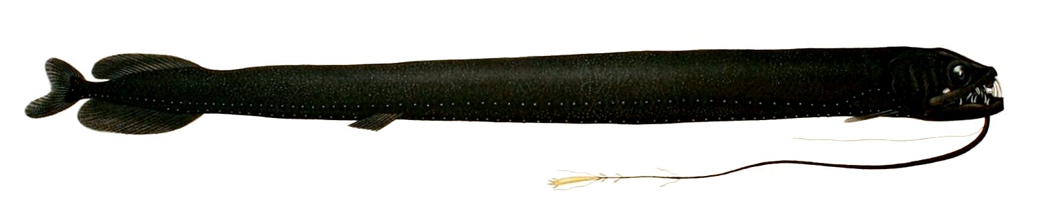 Nematostomias gladiator